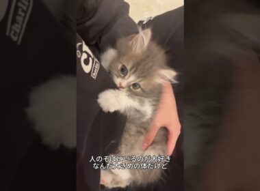 これがラガマフィン！ぬいぐるみみたいな超甘えんぼう猫🐱✨ #ラガマフィン#猫好き #かわいい猫 #猫