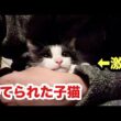 捨てられた子猫の表情が劇的に変化しました