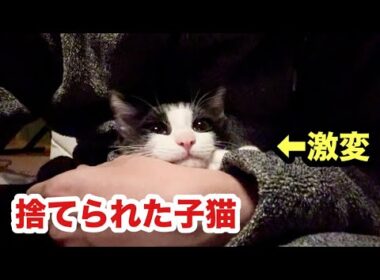 捨てられた子猫の表情が劇的に変化しました