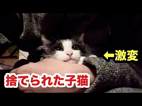 捨てられた子猫の表情が劇的に変化しました