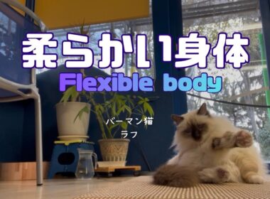 バーマン猫ラフ【柔らかい身体】Flexible body（バーマン猫ラフ）Birman/Cat