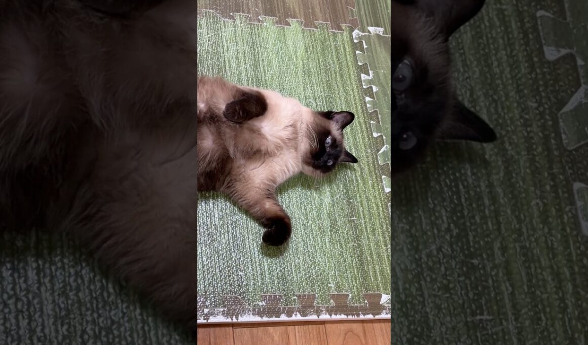 のんびりシャム猫のふくさん【たぬき猫】 #cat #しゃむねこ #猫のいる暮らし #猫好きさんと繋がりたい #ねこ #cutecat #cat