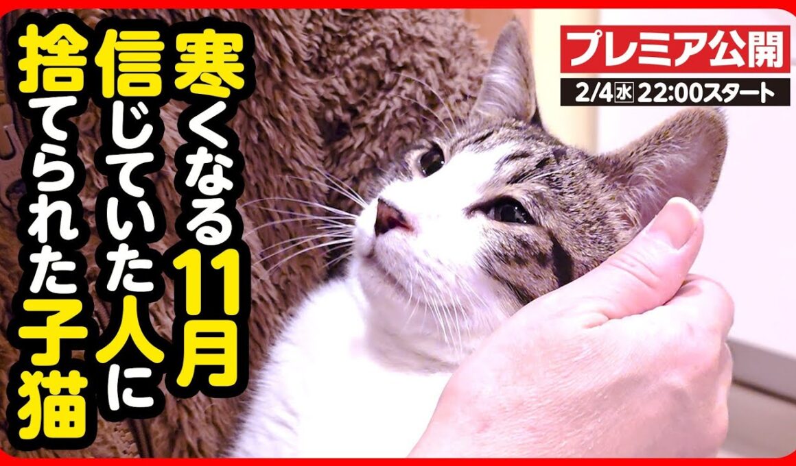 【子猫 保護】人が大好きなのに突然捨てられてしまった子猫を保護しました