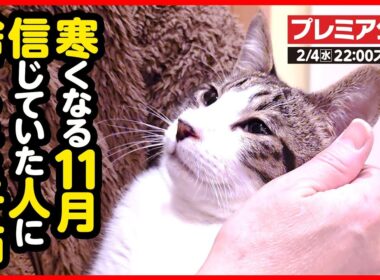 【子猫 保護】人が大好きなのに突然捨てられてしまった子猫を保護しました