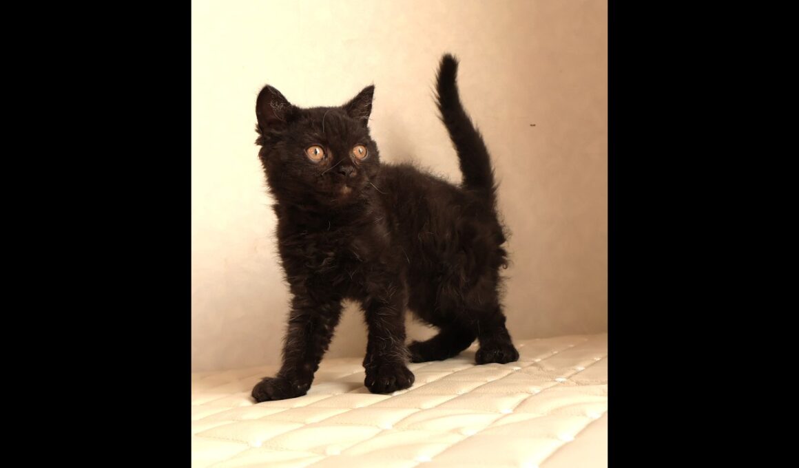 セルカークレックス子猫　Selkirk Rex　2025.12.4産まれ　　ブラック　黒猫　巻き毛　男の子　シーダキャット猫のお店