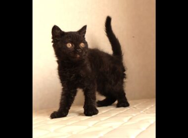 セルカークレックス子猫　Selkirk Rex　2025.12.4産まれ　　ブラック　黒猫　巻き毛　男の子　シーダキャット猫のお店