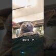 ロシアンブルー | 極限までリラックスさせるとヨーダになります | Russian Blue cat