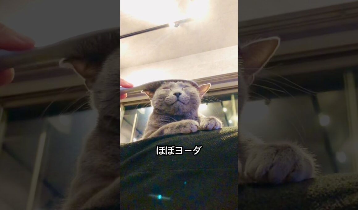 ロシアンブルー | 極限までリラックスさせるとヨーダになります | Russian Blue cat