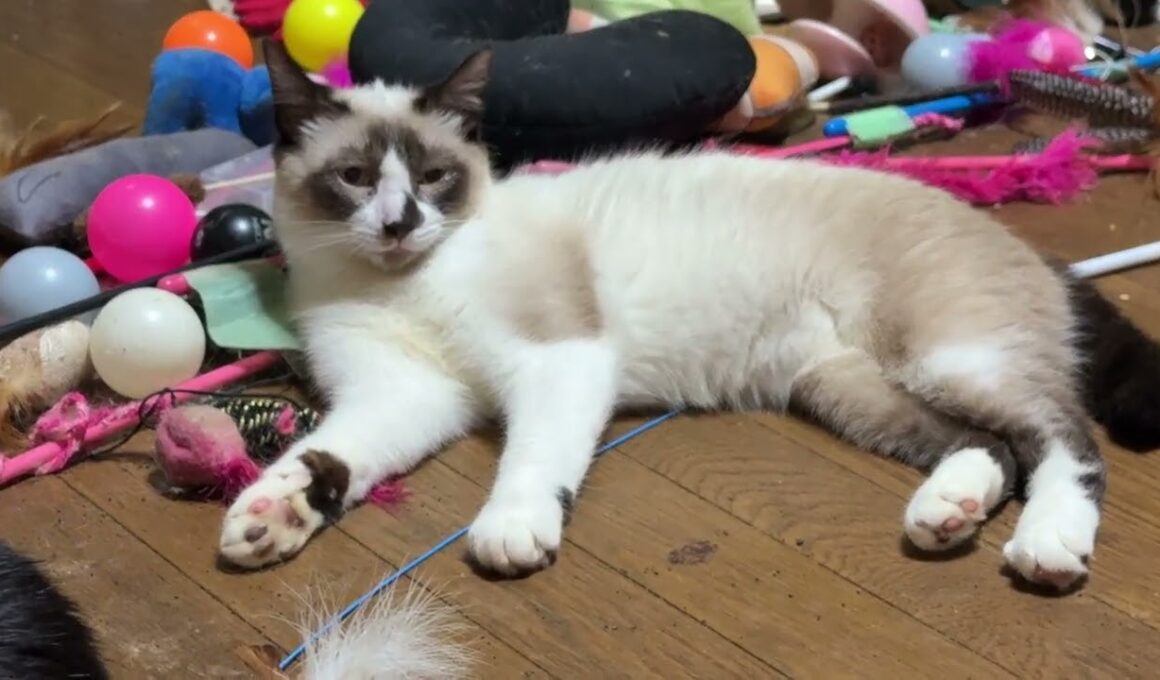 シャム猫のパンダ「くつろいでます、みんなで」