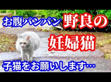 母猫に子猫を託されました…！煤まみれの野良猫が起こした奇跡の結末