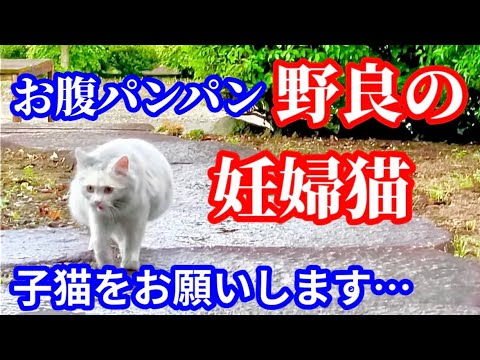 母猫に子猫を託されました…！煤まみれの野良猫が起こした奇跡の結末