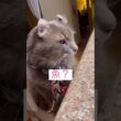 ワクワクしてる #ねこ動画 #アメリカンカール