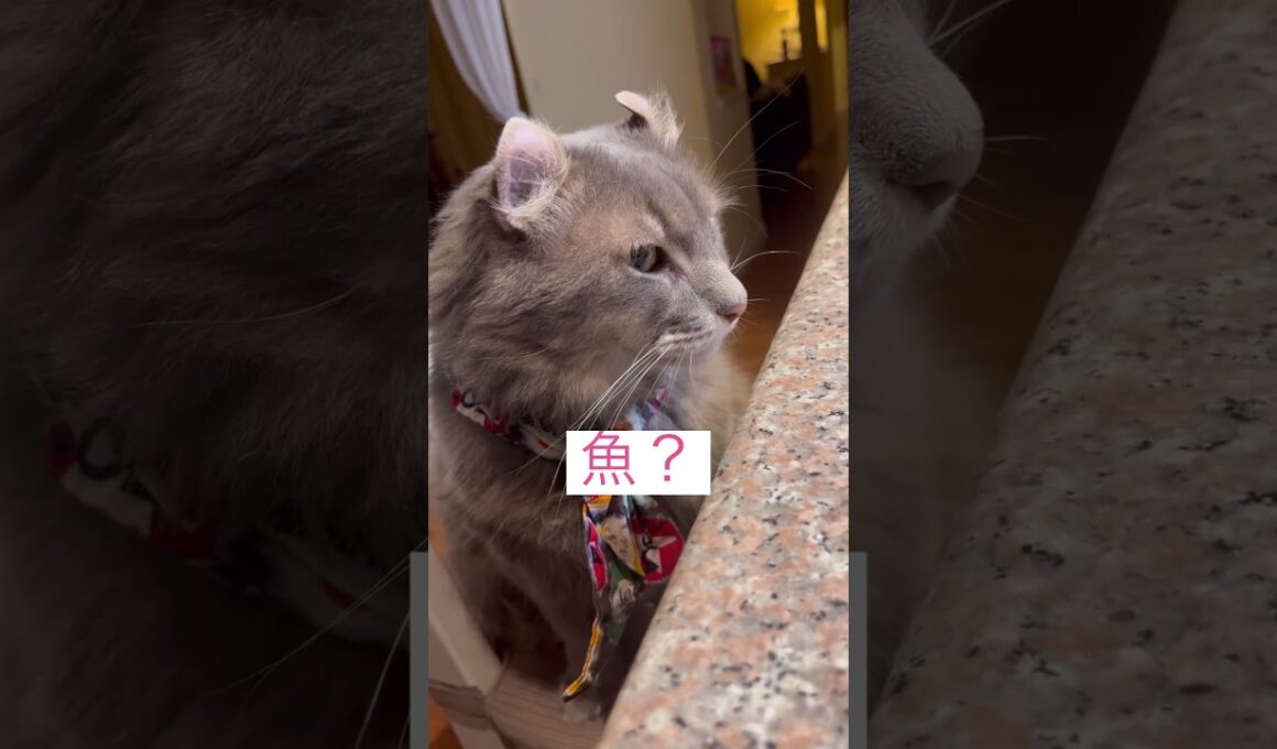 ワクワクしてる #ねこ動画 #アメリカンカール