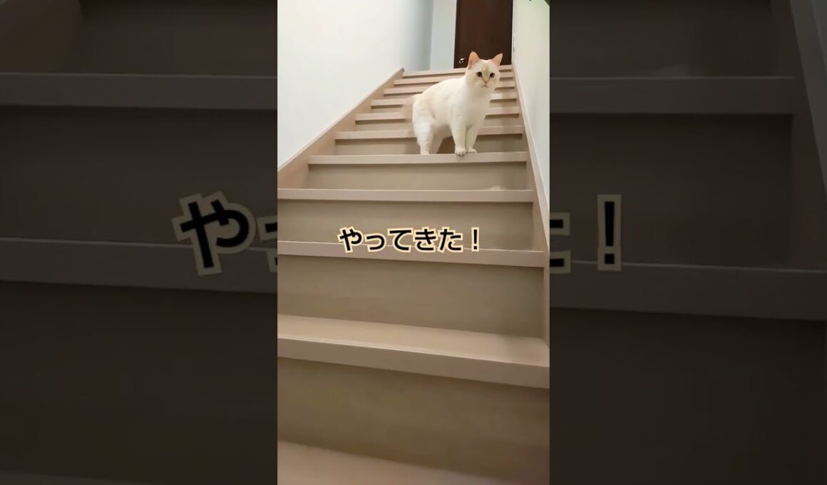 猫の名前を呼んでみると…ちょこんと姿が愛くるしい　 #cutecatchannel