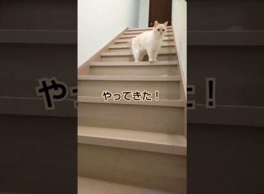 猫の名前を呼んでみると…ちょこんと姿が愛くるしい　 #cutecatchannel