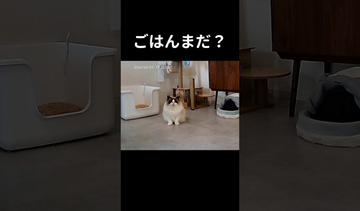 いろんなバージョンの「あっ」がある🐱 #shorts #ラグドール #子猫 #猫のいる生活 #甘えん坊猫 #ぬいぐるみ猫