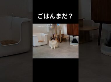 いろんなバージョンの「あっ」がある🐱 #shorts #ラグドール #子猫 #猫のいる生活 #甘えん坊猫 #ぬいぐるみ猫