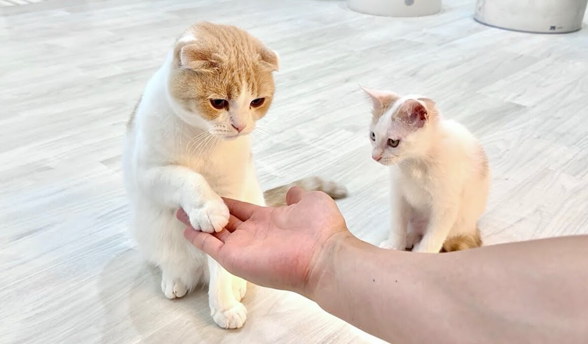 先輩から初めて「お手」を教わった新入り子猫が賢すぎてまさかのこうなりました…