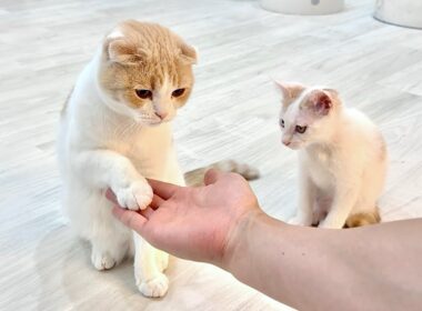 先輩から初めて「お手」を教わった新入り子猫が賢すぎてまさかのこうなりました…