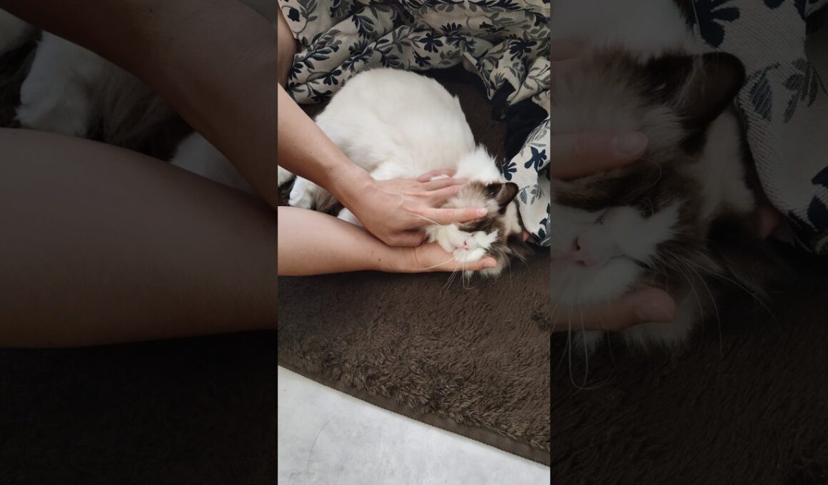 どこでも触りたい放題🌝 #shorts #ラグドール #子猫 #猫のいる生活 #甘えん坊猫 #ぬいぐるみ猫