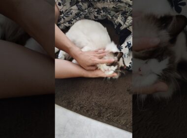 どこでも触りたい放題🌝 #shorts #ラグドール #子猫 #猫のいる生活 #甘えん坊猫 #ぬいぐるみ猫