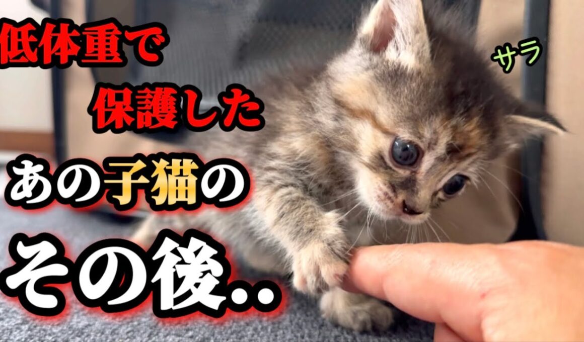 低体重で保護されたキジ3兄妹は今…【前編】