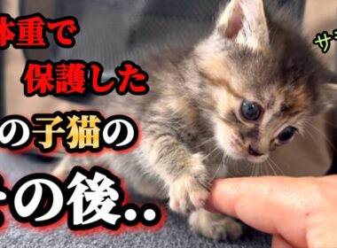 低体重で保護されたキジ3兄妹は今…【前編】