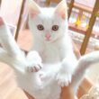 【白血病陽性の子猫】里親探しに難航‥でも絶対に諦めない‼︎