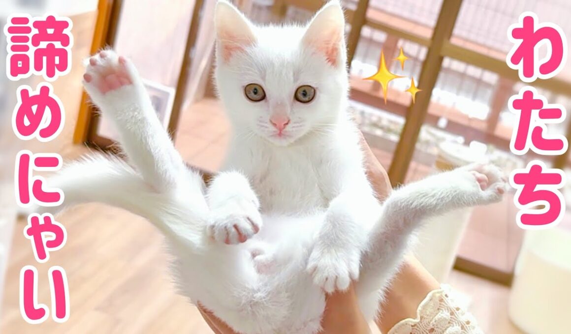 【白血病陽性の子猫】里親探しに難航‥でも絶対に諦めない‼︎