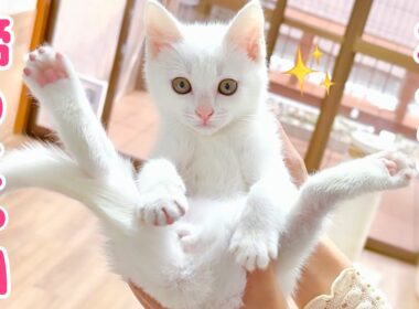 【白血病陽性の子猫】里親探しに難航‥でも絶対に諦めない‼︎