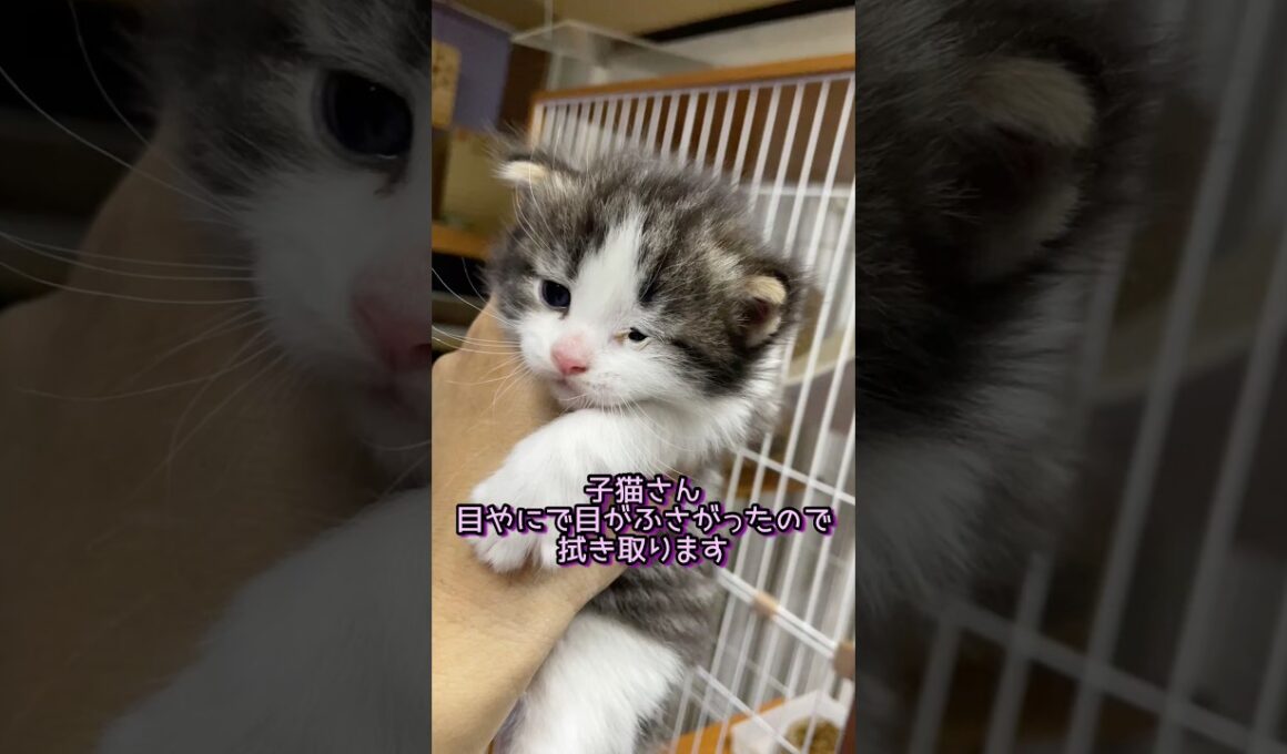 子猫さん目やにで目がふさがってるので拭き取って目薬です #ノルウェージャンフォレストキャット #norwegianforestcat