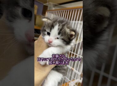 子猫さん目やにで目がふさがってるので拭き取って目薬です #ノルウェージャンフォレストキャット #norwegianforestcat