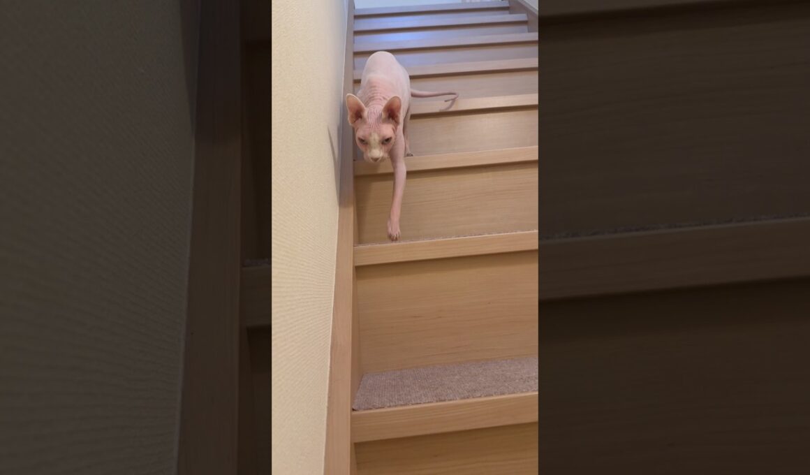 おいで！と呼ぶと鳴きながら駆け寄ってくる猫アレクサンドラ【スフィンクス】