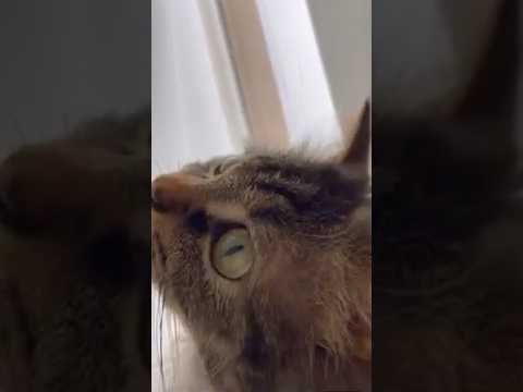 雪にクラッキングする猫くうちゃん#スクーカム #猫 #cat #猫好きさんと繋がりたい