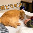 寝る直前のパパに甘えてたら枕にされちゃった猫の反応が可愛すぎる！