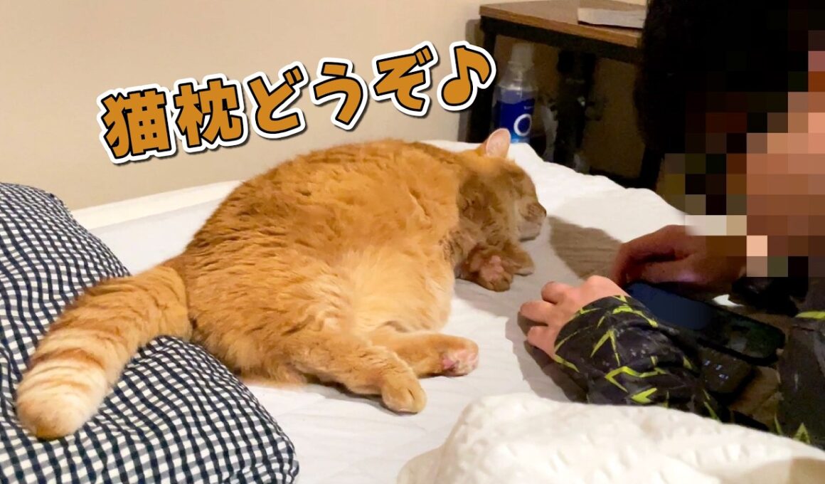 寝る直前のパパに甘えてたら枕にされちゃった猫の反応が可愛すぎる！