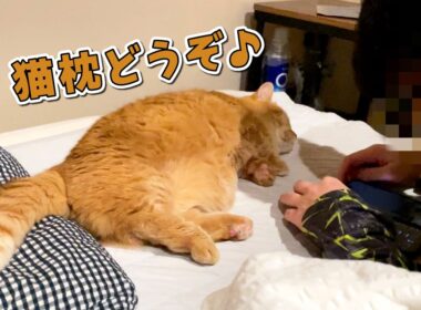 寝る直前のパパに甘えてたら枕にされちゃった猫の反応が可愛すぎる！