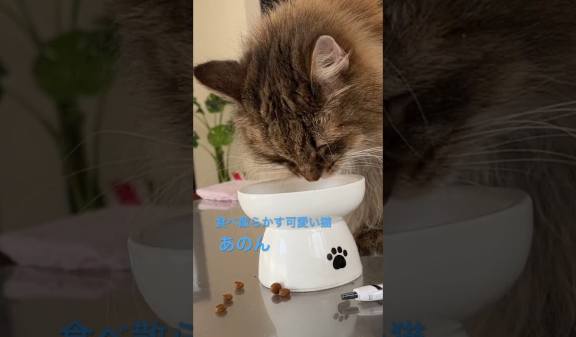 食べ散らかす可愛い猫 #cats #pets #ノルウェージャンフォレストキャット #猫のいる暮らし #cat #猫