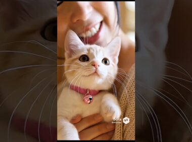 マメちゃんミケちゃんが、ジャパニーズボブテイルの子猫を連れて帰って来た💕