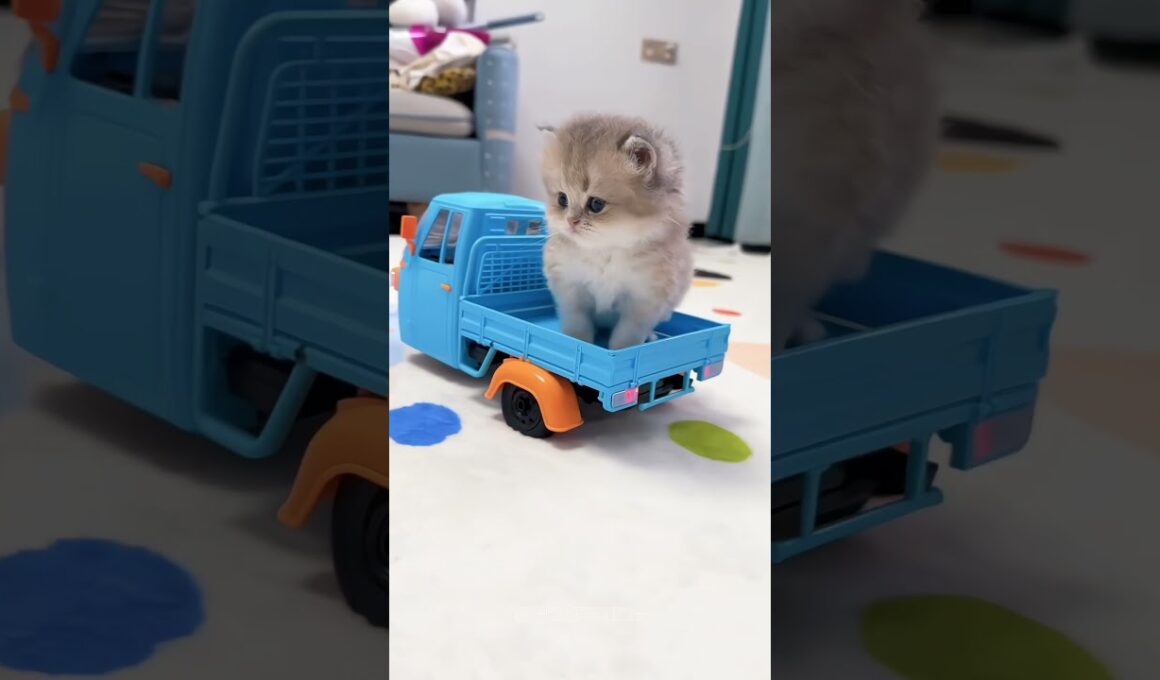  🔥Kitten cuteness unlocked! #cat #kitten #好きな子猫 #子猫 #cute