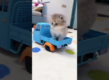  🔥Kitten cuteness unlocked! #cat #kitten #好きな子猫 #子猫 #cute