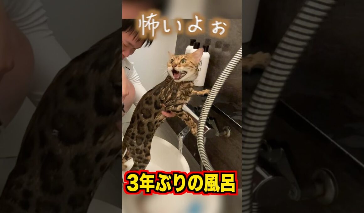 3年ぶりに風呂に入れたらロゼ大暴走 #ベンガル #ルトロゼ #猫