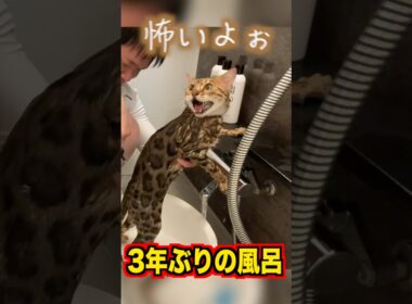 3年ぶりに風呂に入れたらロゼ大暴走 #ベンガル #ルトロゼ #猫