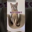 アビシニアンとは その67 爪とぎタワーで寛ぐのが大好きな猫 #shorts #猫 #アビシニアン