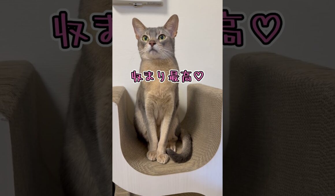 アビシニアンとは その67 爪とぎタワーで寛ぐのが大好きな猫 #shorts #猫 #アビシニアン