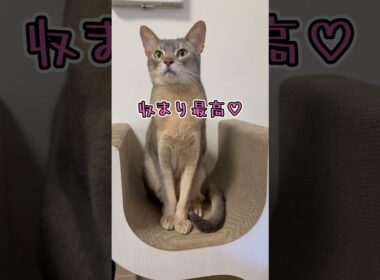 アビシニアンとは その67 爪とぎタワーで寛ぐのが大好きな猫 #shorts #猫 #アビシニアン