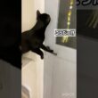 ドア開け黒猫ボンベイ　#cat #ねこ #ねこのいる生活 #ねこのいる暮らし #ねこ動画 #猫 #猫好きさんと繋がりたい #かわいい #甘えん坊 #癒やし #天才