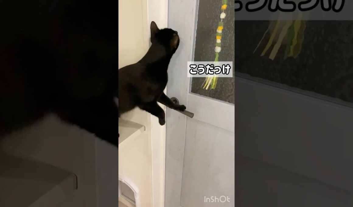ドア開け黒猫ボンベイ　#cat #ねこ #ねこのいる生活 #ねこのいる暮らし #ねこ動画 #猫 #猫好きさんと繋がりたい #かわいい #甘えん坊 #癒やし #天才