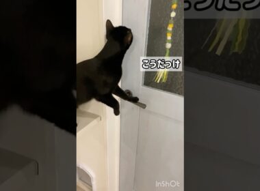 ドア開け黒猫ボンベイ　#cat #ねこ #ねこのいる生活 #ねこのいる暮らし #ねこ動画 #猫 #猫好きさんと繋がりたい #かわいい #甘えん坊 #癒やし #天才