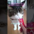 食べれない猫 vs 食べたい猫 　#shorts  #メインクーン #ベンガル #猫のいる暮らし #cat